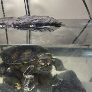 Meet your Posher, Omar